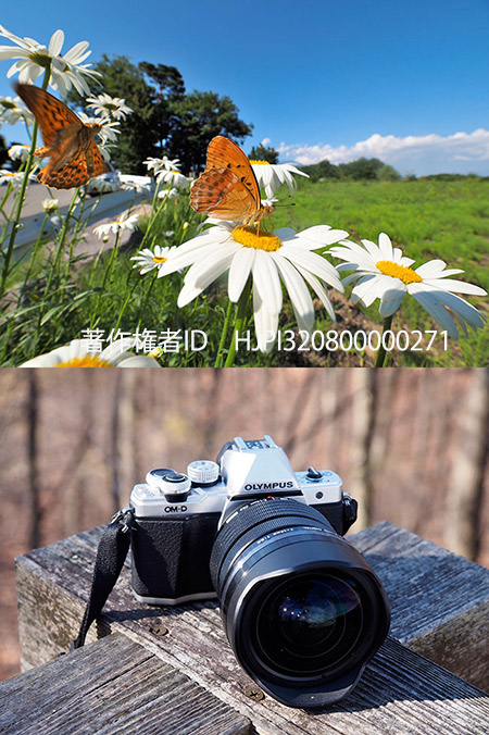 今年使ったカメラたち　新たに加わったレンズ　MZD　7-14mm