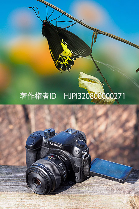 今年使ったカメラたち　GH4のインターバルタイマーのすごさ