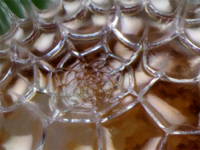 トラフタテハの卵の突起