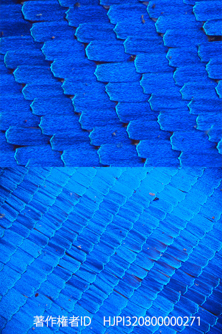ヘレナモルフォの青い鱗粉を自作テレコンで拡大してみた。