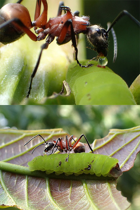 シジミチョウの幼虫から蜜をもらうトゲアリ