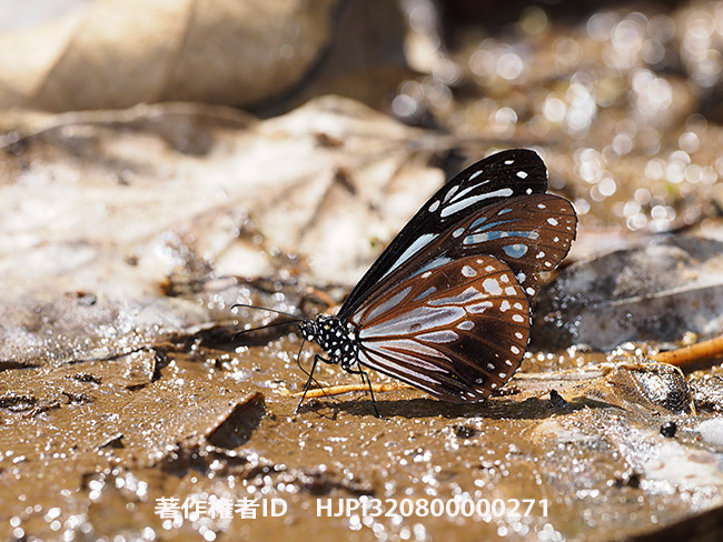 擬態蝶のカバシタアゲハのモデルとなるタイワンアサギマダラ