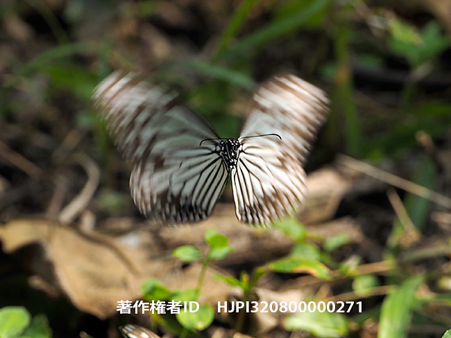 擬態蝶のモデル、ヒメアサギマダラ