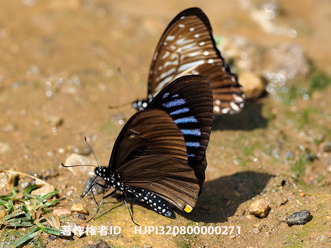 擬態蝶　スラテリマネシアゲハ