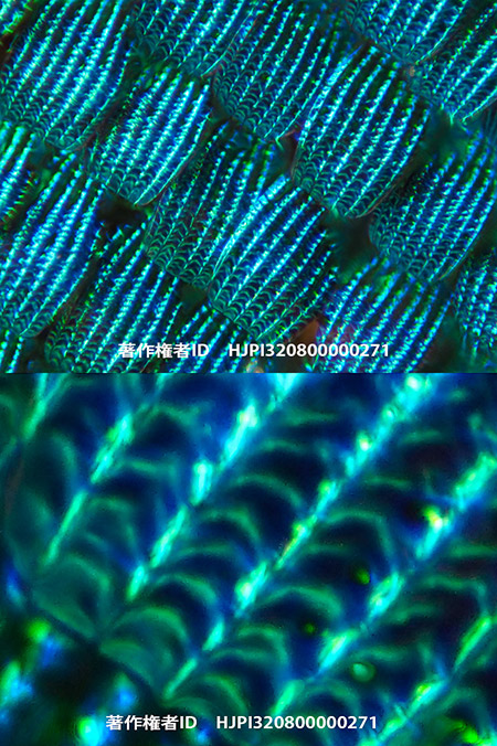 鱗粉の撮影に40Xの顕微鏡レンズを試してみた