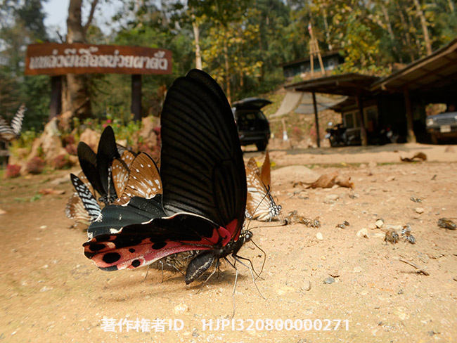 アルクメノールアゲハ　Papilio alcmenor
