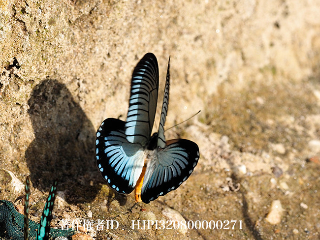 ザルモクシスオオアゲハ Papilio zalmoxis - 海野和男のデジタル昆虫記