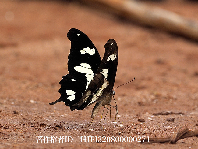 オオシロモンアゲハ　Papilio hesperus