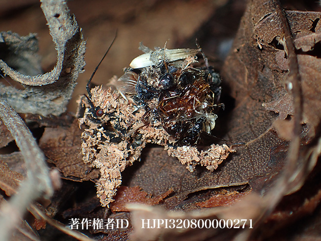 アリを背負うサシガメ　Acanthaspis sp.？