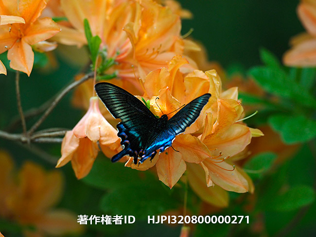 ミヤマカラスアゲハの春型　Papilio maackii