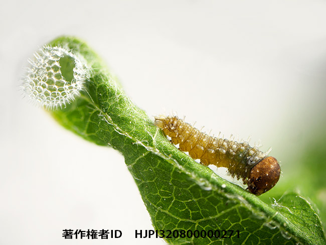  孵化したコミスジの幼虫 Neptis sappho 