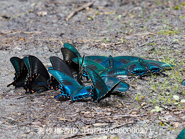 ミヤマカラスアゲハの集団吸水を深度合成で Papilio maackii