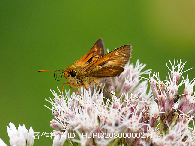 アカセセリのオス　と　チョウ類保全協会　Hesperia florinda
