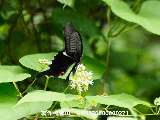 オナガアゲハのオス　Papilio macilentus