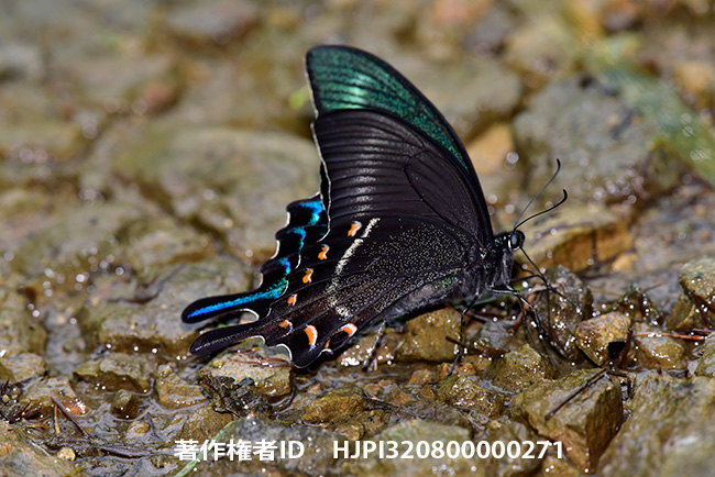 ミヤマカラスアゲハのおしっこ Butterfly pee　Papilio maackii　