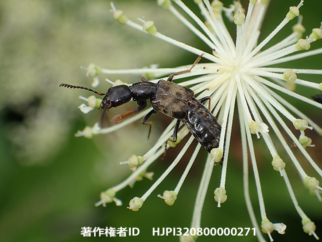 ハイイロハネカクシ　Eucibdelus japonicus