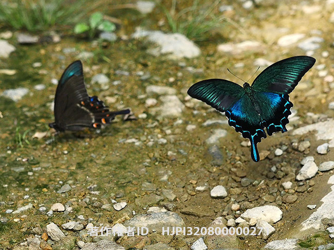 カラスアゲハ　Papilio bianor