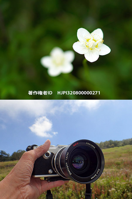 35mm f1.4でウメバチソウを撮る　Parnassia palustris