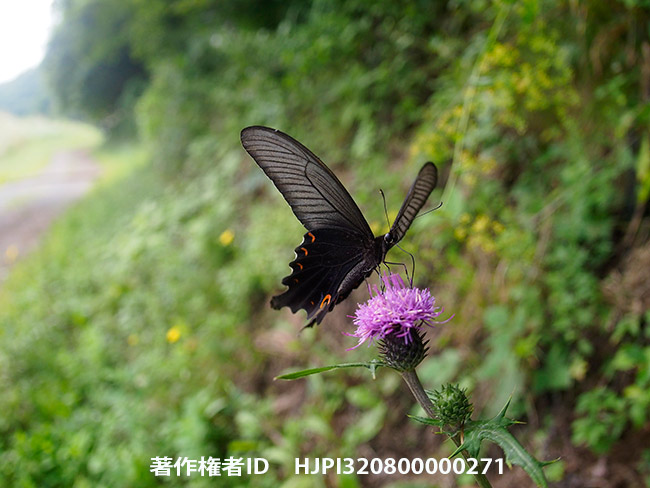 PENにフルサイズ用魚眼でオナガアゲハを撮る　Papilio macilentus
