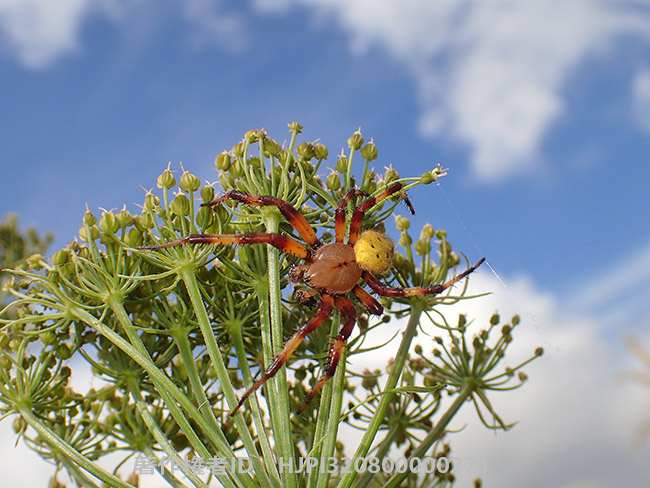 アカオニグモのオス Araneus quadratus