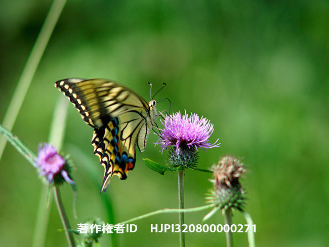 PENにTele-tessar200mmF4でキアゲハを撮る　Papilio machaon