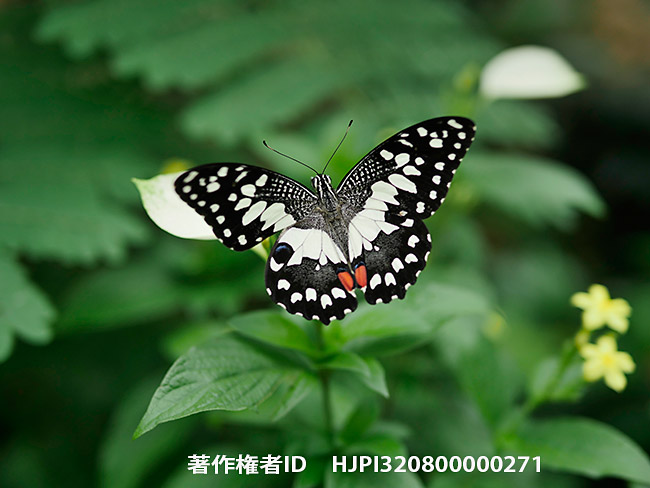 25mm F1.4を使ってオナシアゲハを撮った。Papilio demoleus