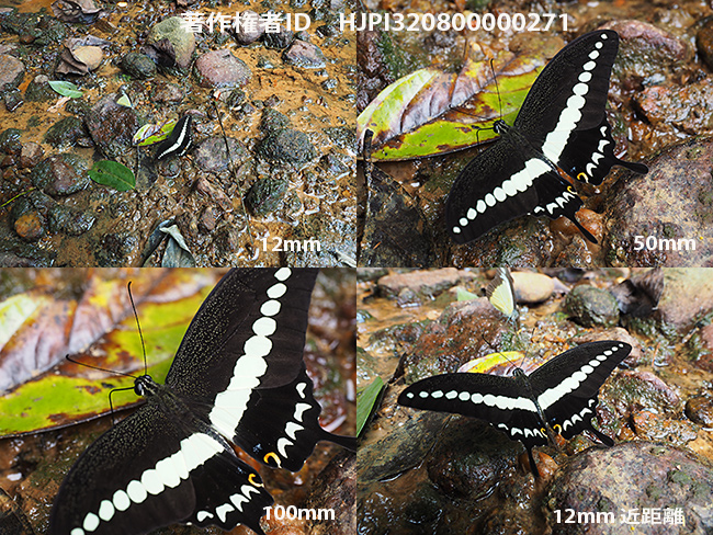 新しいOM-D用の12-100mmズームレンズ　オビモンアゲハ Papilio demolion