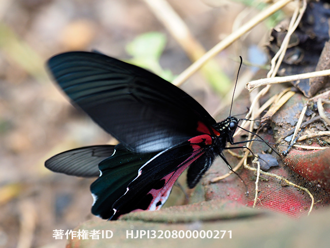 アルクメノールアゲハを300mmF4で　Papilio alcmenor