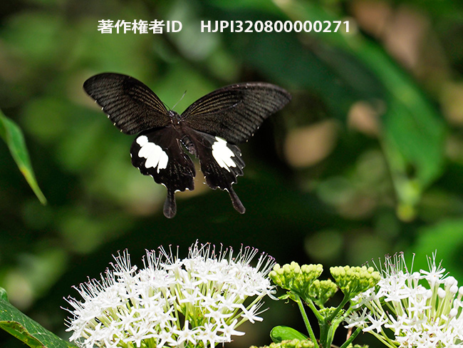 タイワンモンキアゲハ　Papilio nephelus 