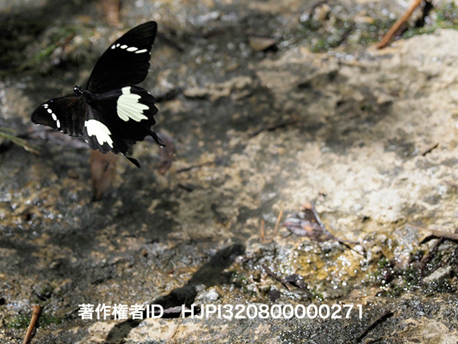 シロオビモンキアゲハ　Papilio nephelus  suntus