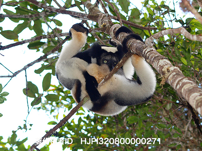 インドリ　Indri indri