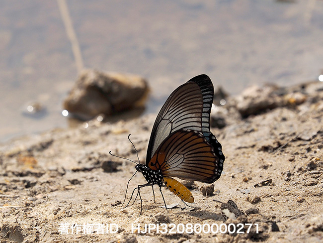 今日からカメルーン　 Papilio zalmoxis