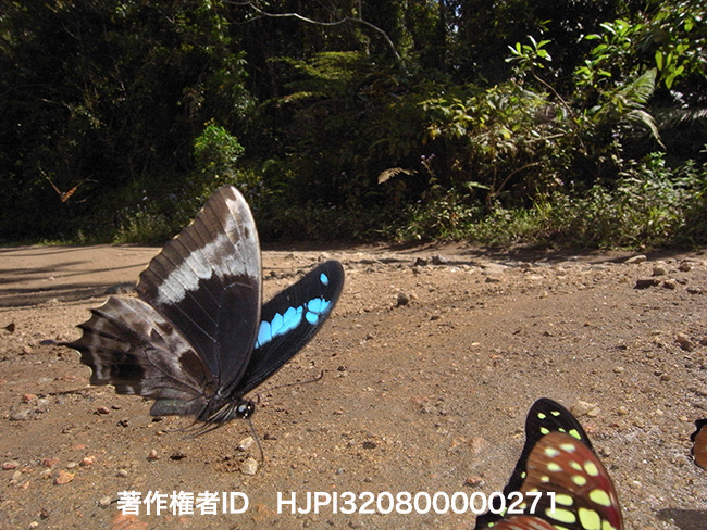 オリバズルルリアゲハ　Papilio oribazur