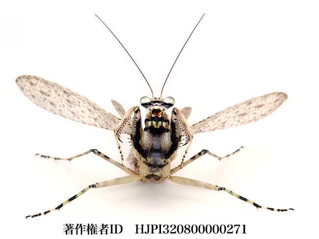 マレーシアのキノカワカマキリ（キノハダカマキリ）　Theopompa sp.