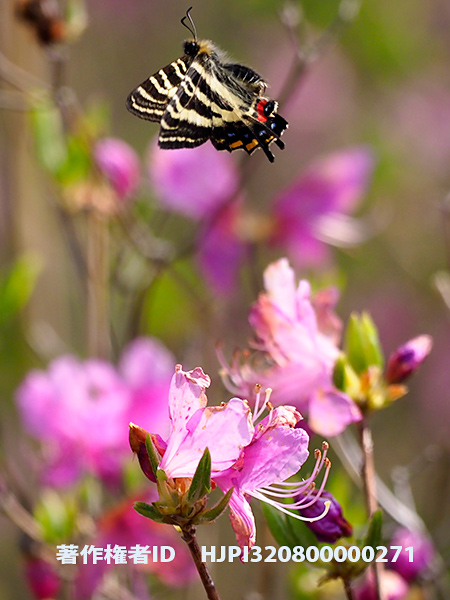 今年はじめての日本での蝶の撮影はギフチョウ　Luehdorfia japonica