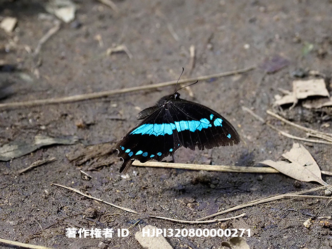 オリバズルルリアゲハの飛翔　Papilio oribazur