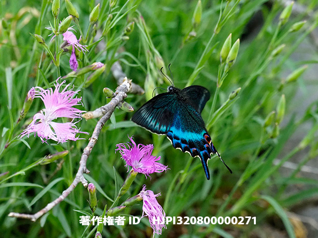 ミヤマカラスアゲハの春型♂飛翔　Papilio maackii
