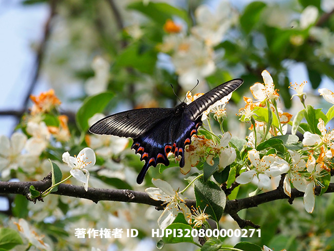ズミの花にミヤマカラスアゲハ♀　Papilio maackii