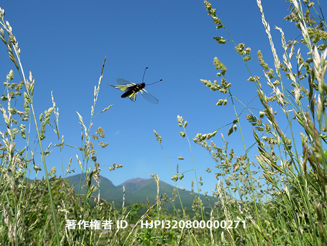 6Ｋフォトでキバネツノトンボの飛翔を撮る　Libelloides ramburi