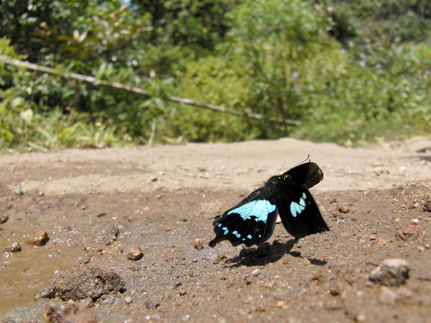 エピフォルバスルリアゲハ　Papilio epiphorbas 