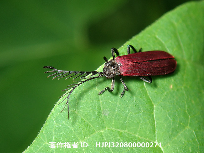 クシヒゲベニボタルのオス　Macrolycus flabellatus