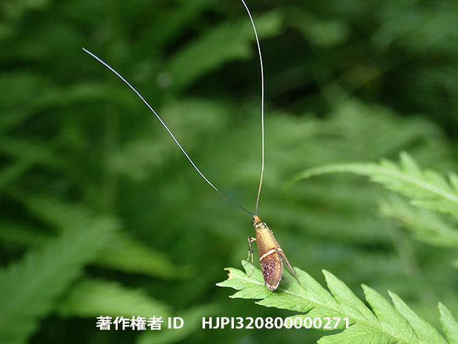 ホソオビヒゲナガガ　 Nemophora aurifera