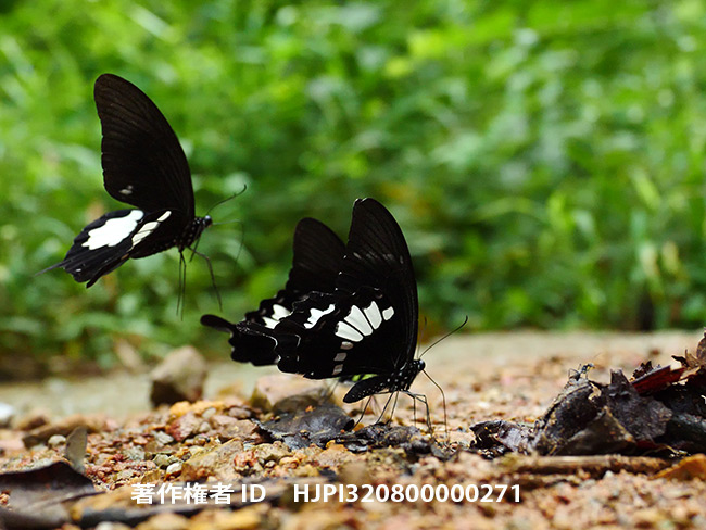 タイワンモンキアゲハの亜種　Papilio nephelus annulus