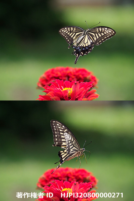 ぼろぼろのナミアゲハ　Papilio xuthus