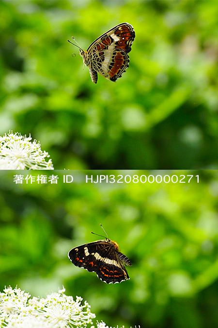 サカハチチョウ夏型の飛翔　Araschnia burejana　
