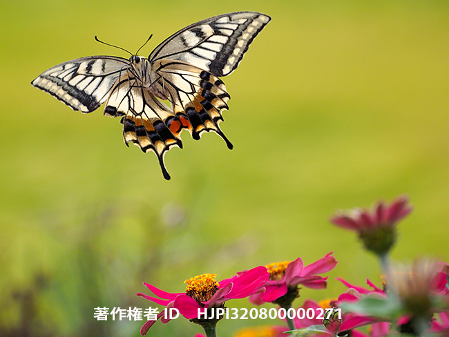 今年最後の最後のキアゲハ　 Papilio machaon