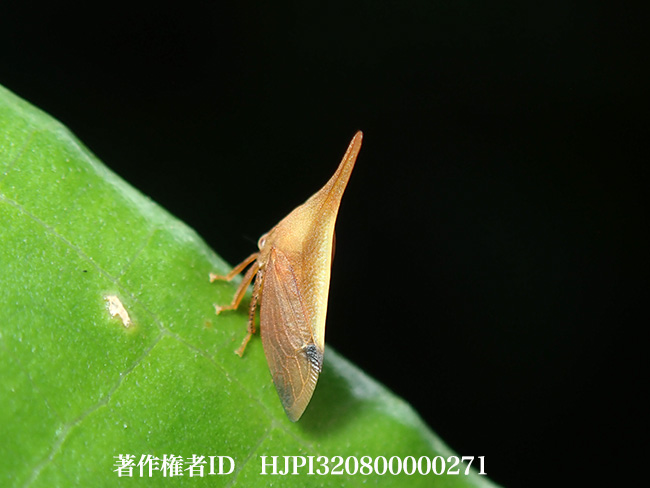 ツノゼミの一種　Enchenopa　sp.
