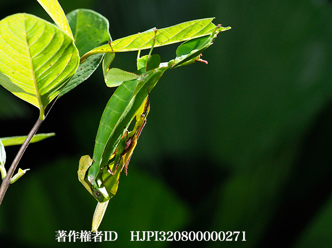 ビオクラツムコノハムシの交尾　Phyllium bioculatum