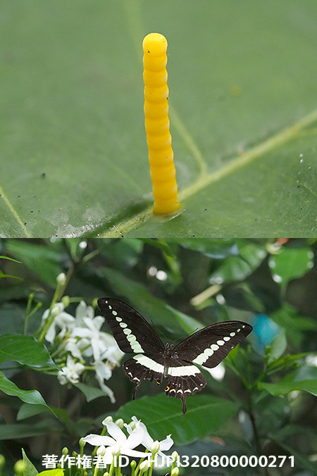 卵を積み重ねるオビモンアゲハ　Papilio demolion