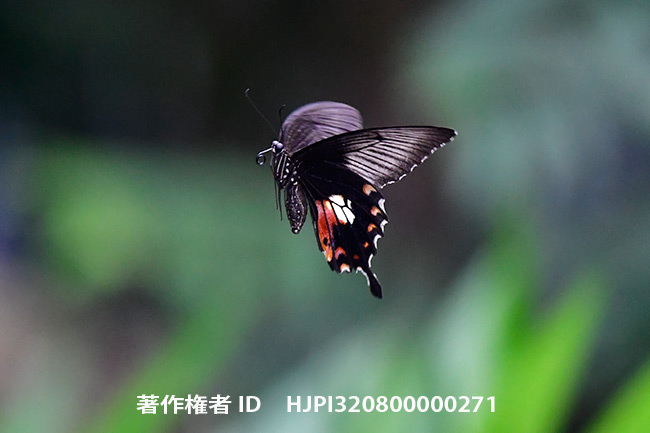 シロオビアゲハのメス　Papilio polytes